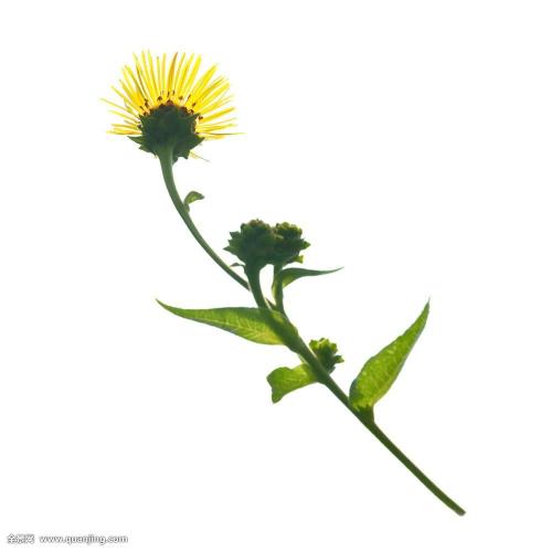 ŷ»׼202111ʱִӢŷЭ